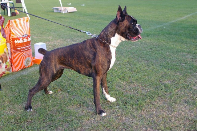 www.boxer-show.eu